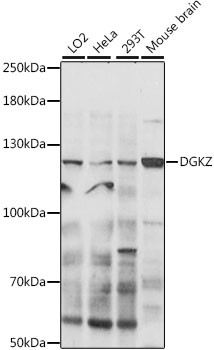 DGKZ Antibody in Western Blot (WB)