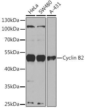 Cyclin B2 Antibody in Western Blot (WB)