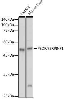 PEDF Antibody in Western Blot (WB)