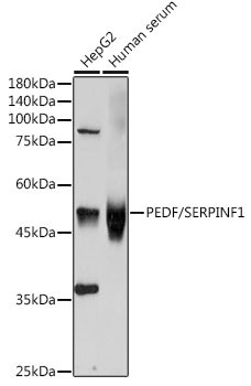 PEDF Antibody in Western Blot (WB)