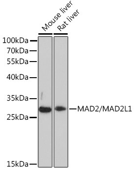 MAD2 Antibody in Western Blot (WB)