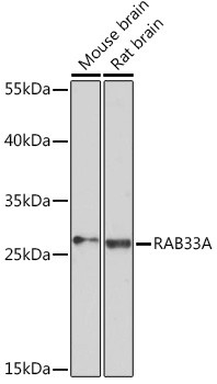 RAB33A Antibody in Western Blot (WB)