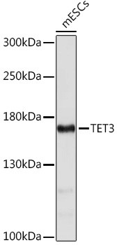 TET3 Antibody in Western Blot (WB)