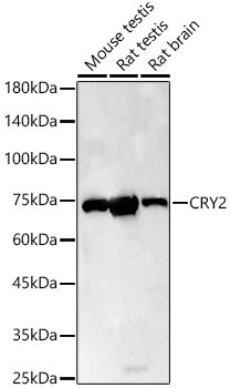 CRY2 Antibody in Western Blot (WB)