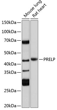 PRELP Antibody in Western Blot (WB)