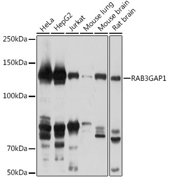 RAB3GAP1 Antibody in Western Blot (WB)