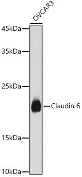 Claudin 6 Antibody in Western Blot (WB)