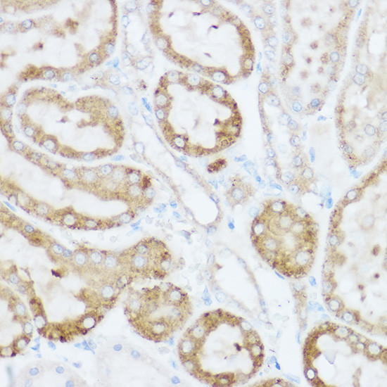 NEURL1B Antibody in Immunohistochemistry (Paraffin) (IHC (P))