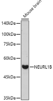 NEURL1B Antibody in Western Blot (WB)