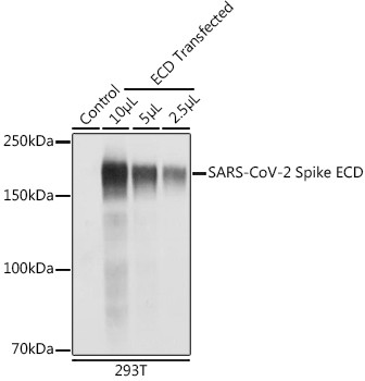 SARS-CoV-2 Spike Protein S1/S2 Antibody in Western Blot (WB)