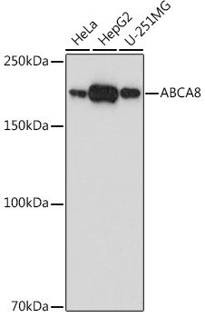 ABCA8 Antibody in Western Blot (WB)