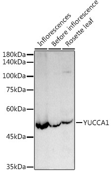 YUCCA1 Antibody in Western Blot (WB)