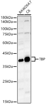 TBP Antibody in Western Blot (WB)