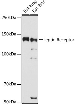 Leptin Receptor Antibody in Western Blot (WB)