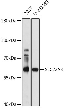 SLC22A8 Antibody in Western Blot (WB)