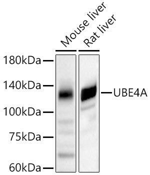 UBE4A Antibody in Western Blot (WB)