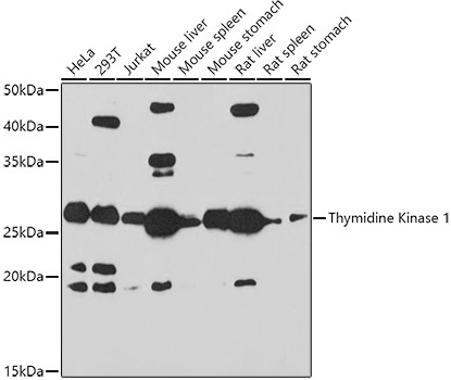 TK1 Antibody in Western Blot (WB)