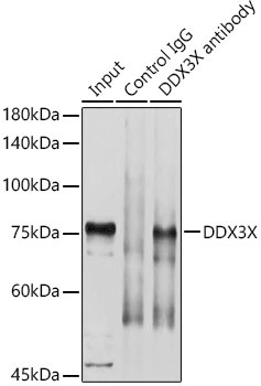 DDX3 Antibody in Immunoprecipitation (IP)