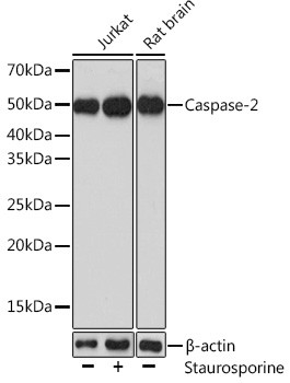 Caspase 2 Antibody in Western Blot (WB)