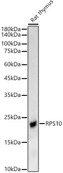 RPS10 Antibody in Western Blot (WB)