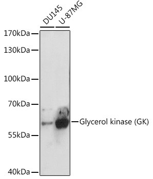 Glycerol kinase Antibody in Western Blot (WB)