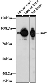 BAP1 Antibody in Western Blot (WB)