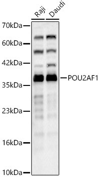 BOB-1 Antibody in Western Blot (WB)