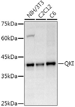 QKI Antibody in Western Blot (WB)