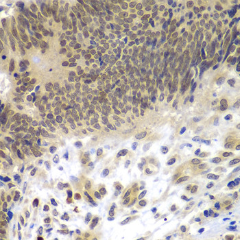 C/EBP gamma Antibody in Immunohistochemistry (Paraffin) (IHC (P))