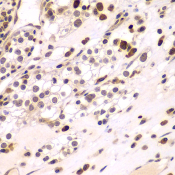 C/EBP gamma Antibody in Immunohistochemistry (Paraffin) (IHC (P))