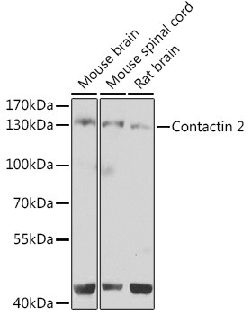 Contactin 2 Antibody in Western Blot (WB)