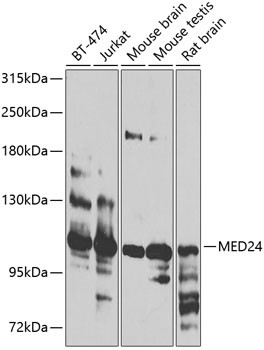 THRAP4 Antibody in Western Blot (WB)