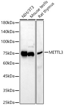 METTL3 Antibody in Western Blot (WB)