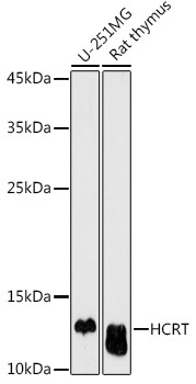 Orexin Antibody in Western Blot (WB)