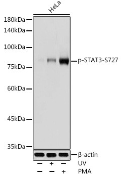 Phospho-STAT3 (Ser727) Antibody in Western Blot (WB)