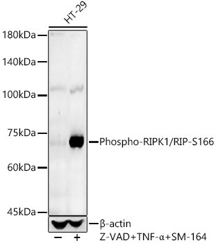 Phospho-RIP1 (Ser166) Antibody in Western Blot (WB)