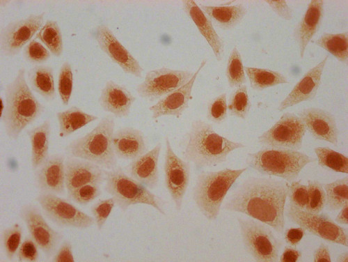 H4K44hib Antibody in Immunocytochemistry (ICC/IF)