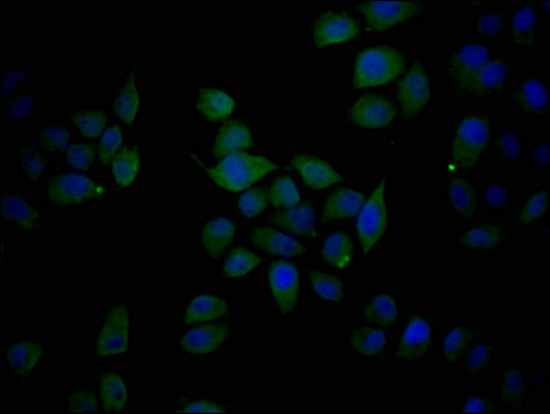 Epiregulin Antibody in Immunocytochemistry (ICC/IF)