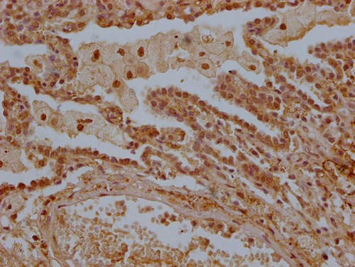 LTC4S Antibody in Immunohistochemistry (Paraffin) (IHC (P))