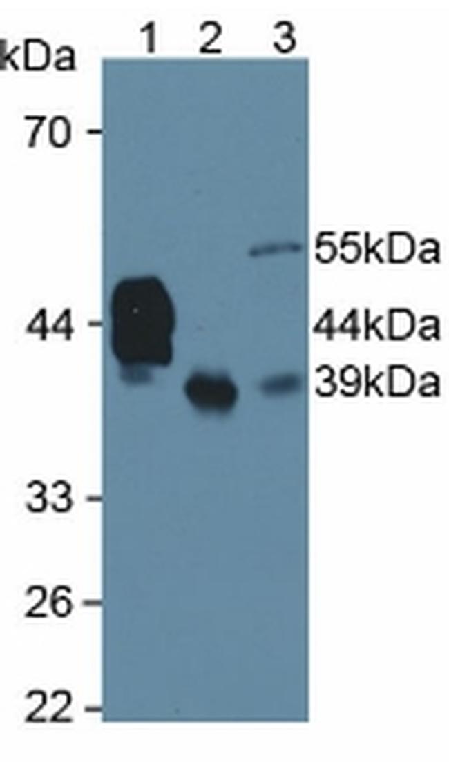 HPR Antibody in Western Blot (WB)