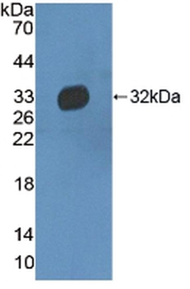 HPR Antibody in Western Blot (WB)