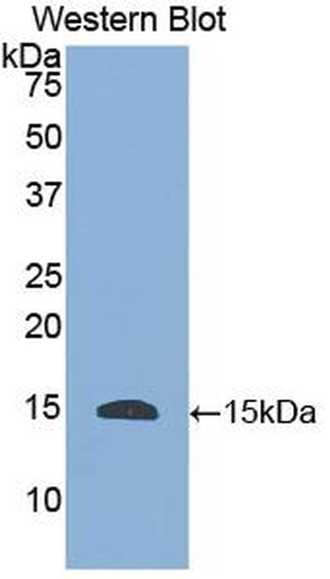 HTN1 Antibody in Western Blot (WB)