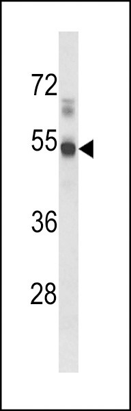 S1P1 Antibody in Western Blot (WB)