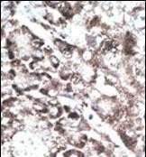 GPR37 Antibody in Immunohistochemistry (Paraffin) (IHC (P))