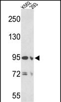 EMILIN1 Antibody in Western Blot (WB)