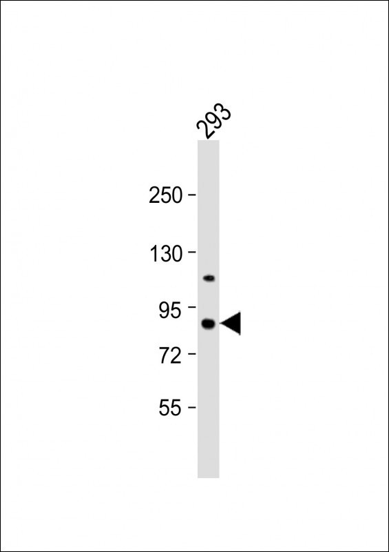 PKC epsilon Antibody in Western Blot (WB)