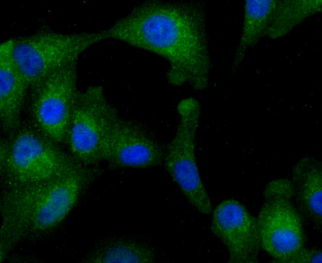 NSUN4 Antibody in Immunocytochemistry (ICC/IF)