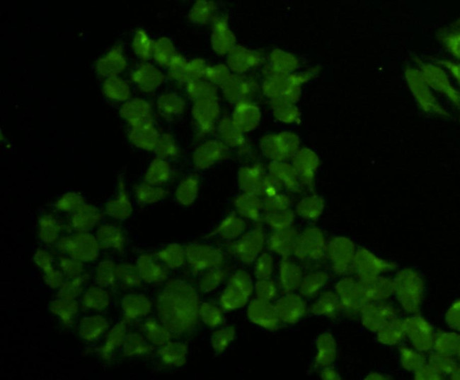 BCL-X Antibody in Immunocytochemistry (ICC/IF)