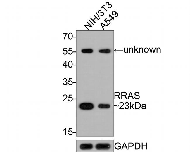 RRAS Antibody in Western Blot (WB)