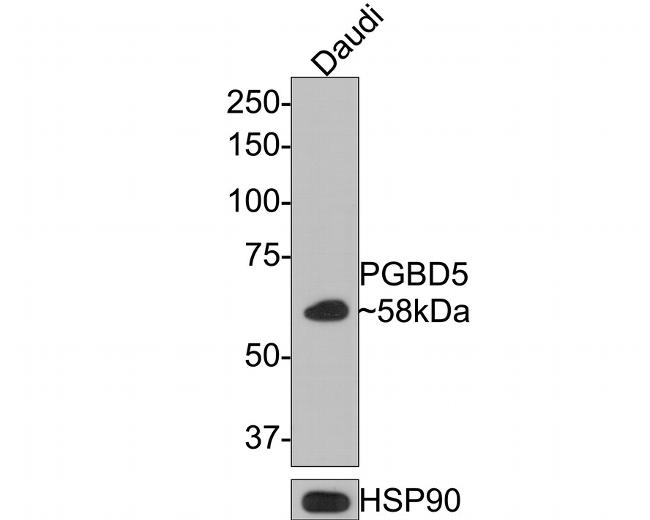 PGBD5 Polyclonal Antibody (PA5-141035)